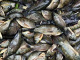 harvested_fish