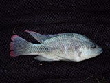 Oreochromis shiranus
