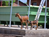 Goats, inspecting the new facility...