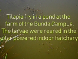 Tilapia fry in a pond at Bund Campus Farm